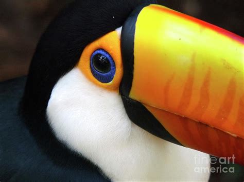 Toucan Close-Up Photograph by Annika Leichtweiss