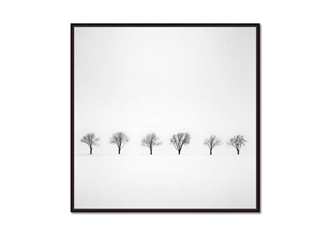 Gerald Berghammer - Trees in snowy Field, black and white minimalist ...