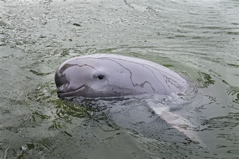 Signs of hope for Yangtze finless porpoise as rate of population decline slows dramatically | WWF