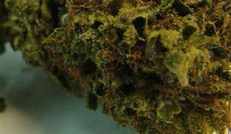 Stardawg Strain Information and Review - ILGM