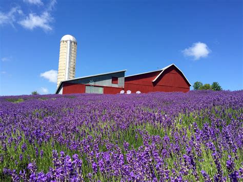 Lavender Hill Farm | Michigan