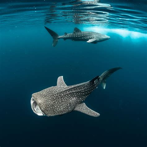 🔥 Whale Sharks 🔥 : r/NatureIsFuckingLit