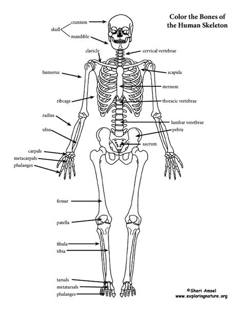 Skeleton Anatomy Coloring Pages