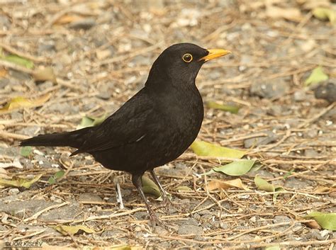 Common Blackbird - ClimateWatch Australia- Citizen Science App