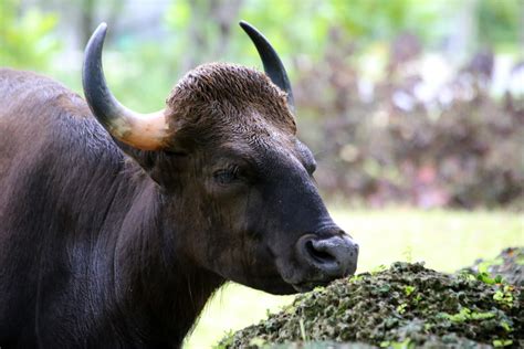 Indian bison spotted on outskirts of Pune | Headlines