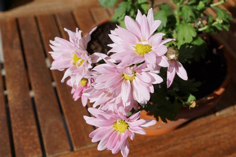 Free Images : petal, pink, zen, japanese, chrysanthemum, floristry ...