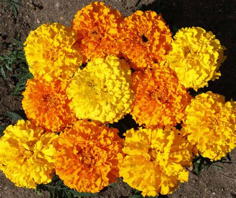 Crackerjack marigold erecta | Restoration Seeds