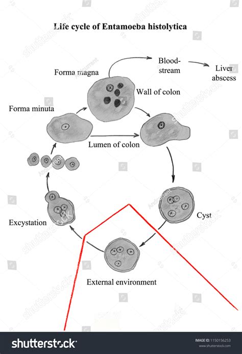 Life Cycle Parasitic Amoeba Entamoeba Histolytica 스톡 일러스트 1150156253 ...