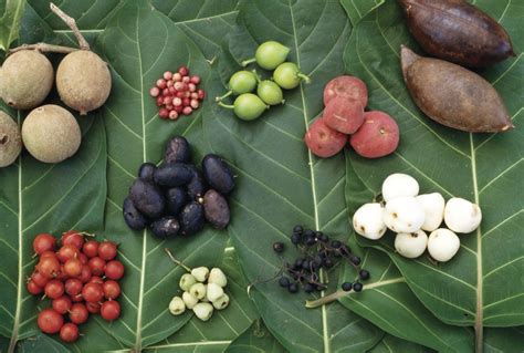 A Guide To Bush Tucker, Australia's Native Foods