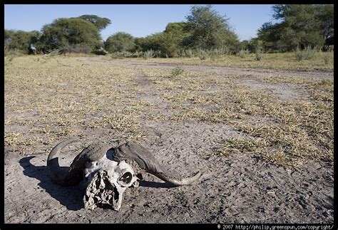 Photograph by Philip Greenspun: buffalo-skull-2