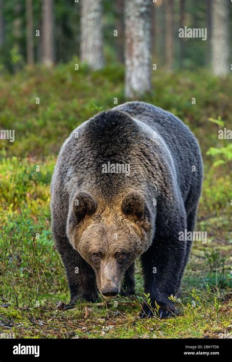 A brown bear in summer forest at sunset light. Scientific name: Ursus arctos. Natural habitat ...