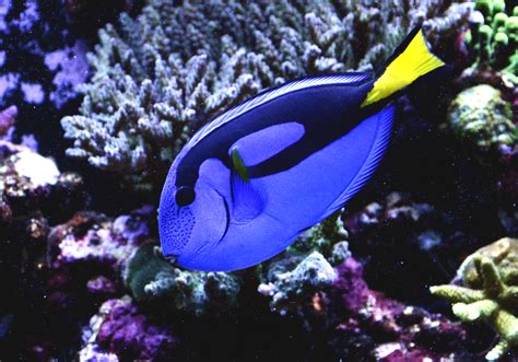 Absolutely Fish | Keeping Dory and Responsible Fish Care | Absolutely Fish