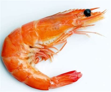 Health Benefits of Shrimp | Organic Facts