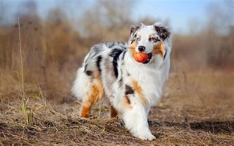 Methods to Train Australian Shepherd Dog- Strategies and Techniques for Easy Training of Pets