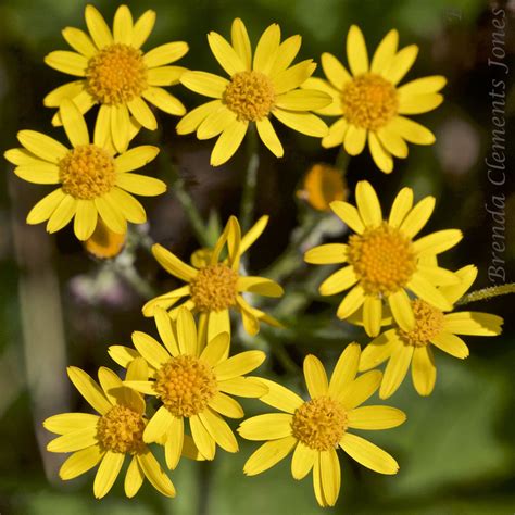 Golden Ragwort – Tendrils