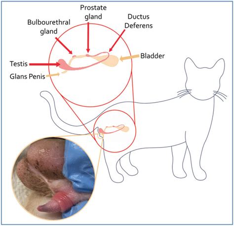 BREEDING MANAGEMENT PRACTICES IN CATS | Pashudhan praharee