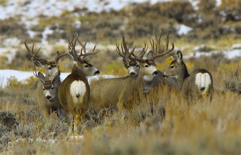 How Do Mule Deer Use Sagebrush? | Working Lands For Wildlife