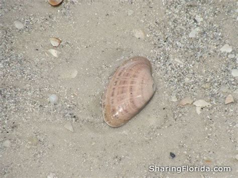 Florida Seashells - Photo Gallery of Florida Shells - Gulf Coast Sea Shells