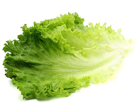 Green Leaf lettuce is the general name provided for dozens of varieties that produce semi ...