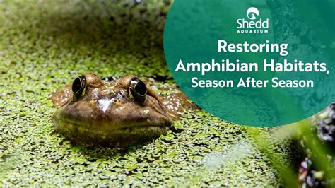 Restoring Amphibian Habitats, Season after Season - YouTube