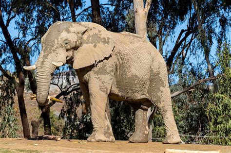 Welcome African elephant Msholo - Zoo Atlanta