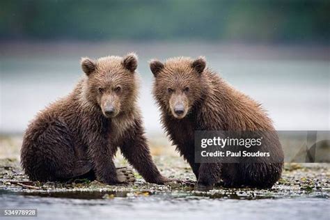 2,405 Grizzly Bear Cub Stock Photos, High-Res Pictures, and Images ...