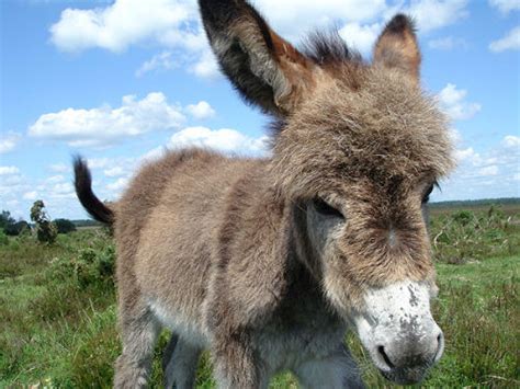 New Forest Pics: Donkey foal