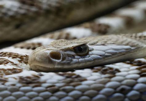 Revealing the Distinct Characteristics of Hognose Snakes - ruggedreptiles.com