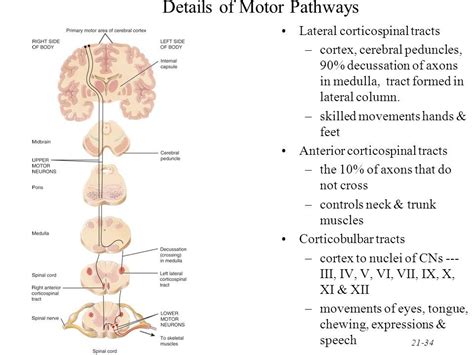 21-35 Location of Direct Pathways Lateral corticospinal tract Anterior ...