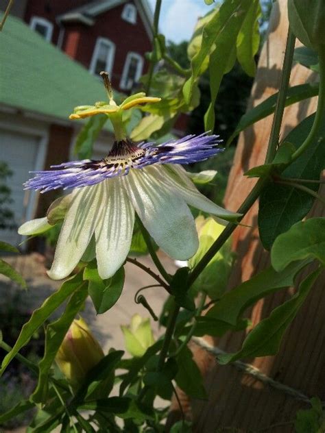 Passion fruit / maypop | Flora, Passion fruit, Plants