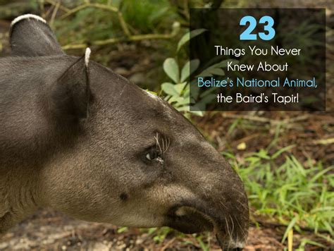 23 Things You Never Knew About Belize’s National Animal, The Baird’s ...