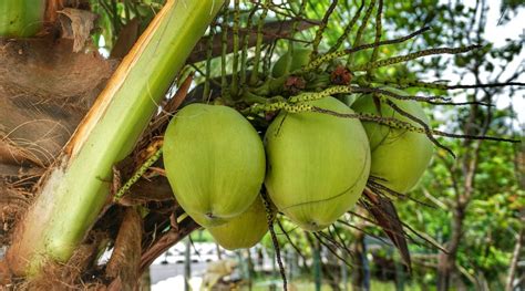 How to Make Tuba or Bahalina (Filipino Coconut Wine) - Delishably