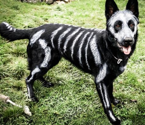 Top 10 Scariest Halloween Costumes for Dogs You Will Ever See