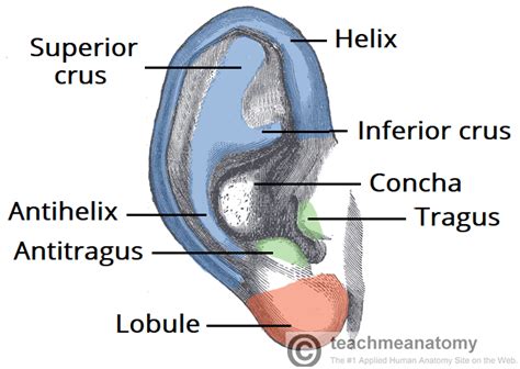 Otitis Externa - Causes - Clinical Features - Management - TeachMeSurgery