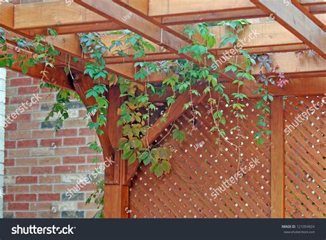 Pergola Covered By Hanging Grapevines Stock Photo 121054924 : Shutterstock