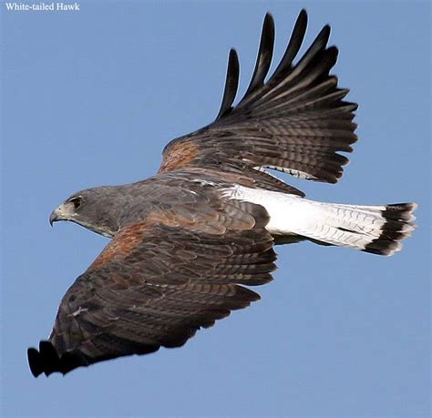 White Tailed Hawk in flight | Birds of Prey - Hawks, Falcons, Owls ...