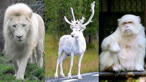 10 Animales Blancos Más Asombrosos del Mundo que Debes Ver - YouTube