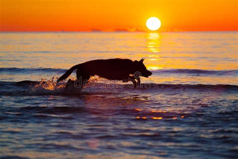 Silhouette of a Dog Running on Water Against Sunset Stock Image - Image of horizont, canine ...