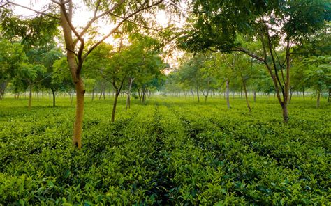 Tea Gardens, assam Tourism 2021 | How to reach, Best Places to visit, Things to do, Travel Guide ...