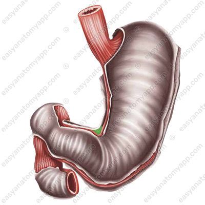 Anatomy of the stomach – Easy Anatomy 3D