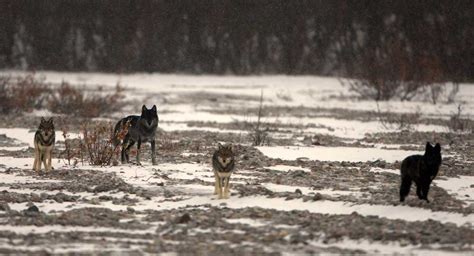 Wolf Ecology Basics (U.S. National Park Service)