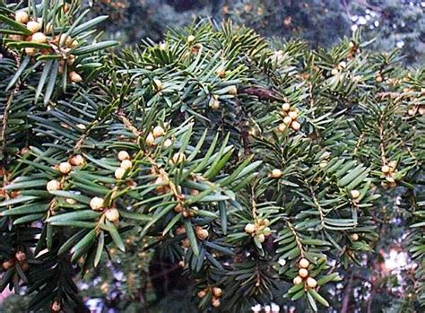 Taxus baccata, English Yew, identification guide