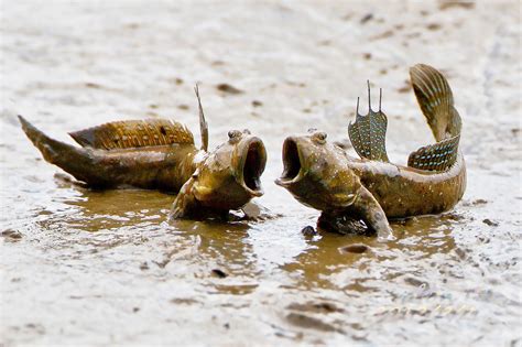 Mudskippers - Mr Maher's animal website