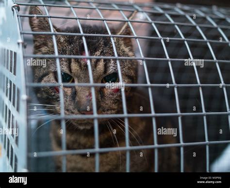 A mistreated feral cat captured by the animal rescue in Sweden Stock ...