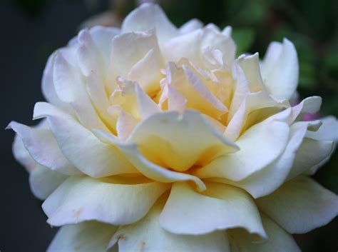 Peace rose | Jaydot | Flickr