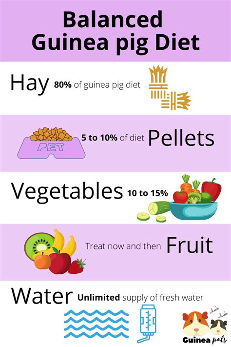 Free Printable Guinea Pig Food Chart - Printable Templates