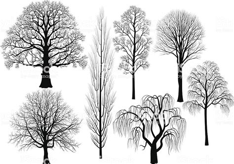 oak, birch, aspen, poplar, beech, willow, linden in black | Tree sketches, Tree silhouette, Tree ...
