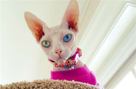 'Alien' Sphynx Cat Has Different-Colored Eyes