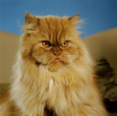 Red tabby Persian male cat photo - WP12755