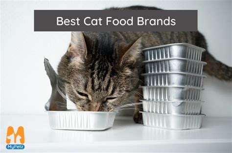 8 Best Cat Food Brands in India - MyPetz